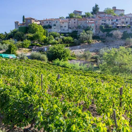 Premium Chianti wine experience: wines, cellars & vineyards