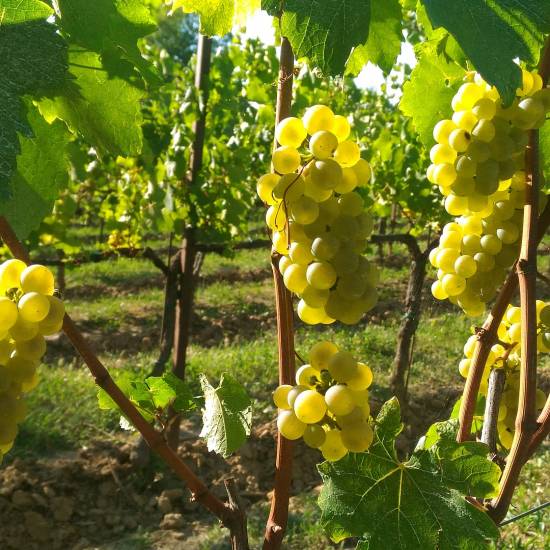 Wines of Franciacorta