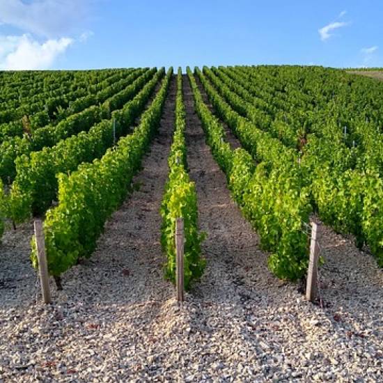 PIC NIC In The Vineyards With Cellar Tour – Classic Menu