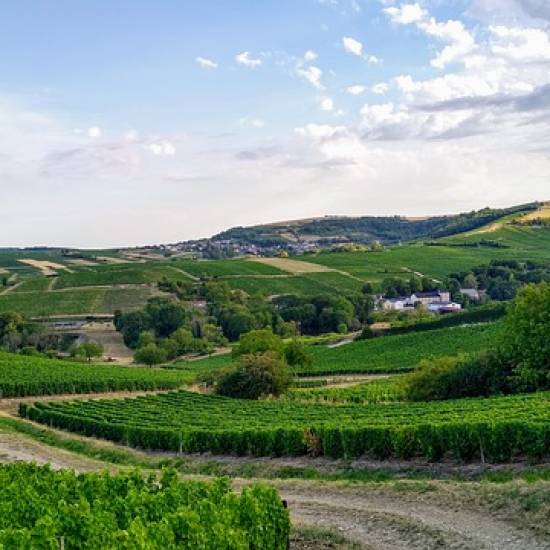 PIC NIC In The Vineyards With Cellar Tour – Gourmet Menu