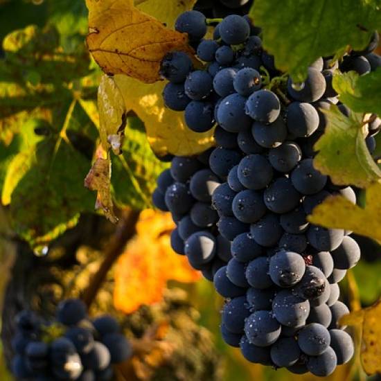 The Wine Trail Of Etna North Slopes With Wine Tasting Lunch