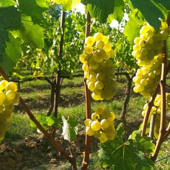 Exclusive Full Franciacorta