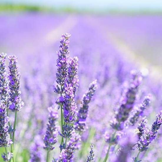The Lavender Tour