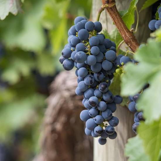 Wine Tour To Vouvray - Afternoon
