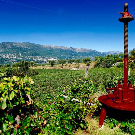 Discovering Bellet Wine: A Treasure of the French Riviera