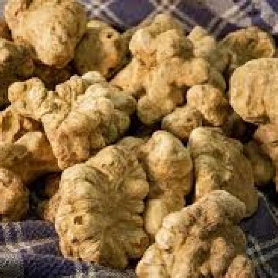 White Truffle Wonders: From Forest to Fine Dining