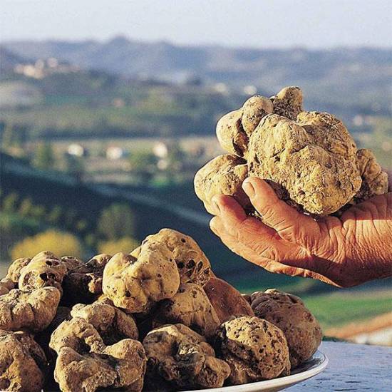 White Truffle Hunting: Explore the Secrets of Nature’s Hidden Treasure