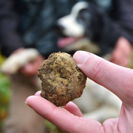 Truffle Hunting: Explore the Secrets of Nature’s Hidden Treasure
