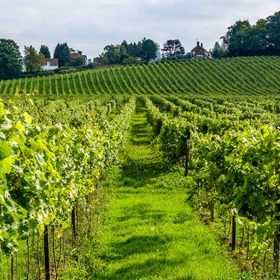 Luxury Tour of Chianti Classico: Iconic Estates and the Art of Fine Winemaking