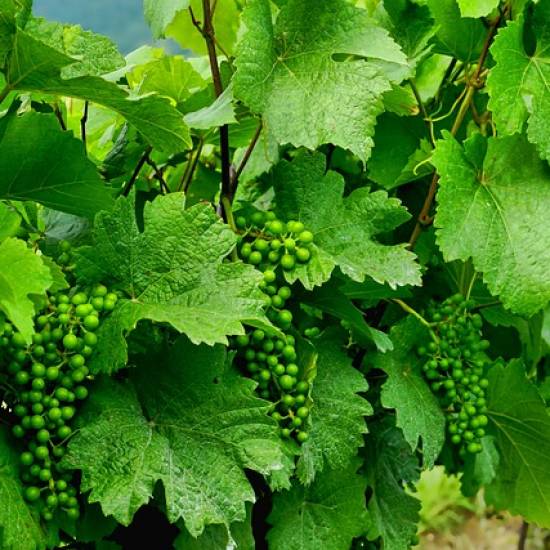 Chianti experience: wines, cellars & vineyards