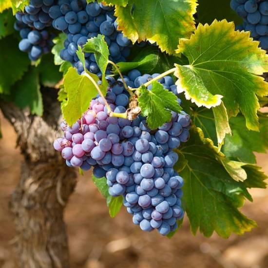 Cagliari Wine Discovery Tour: Sardinian Treasures