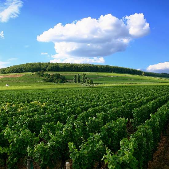 Côte De Nuits Wine Tour  - Private
