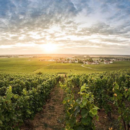 Côte De Nuits &  Côte De Beaune Wine Tour  - Private