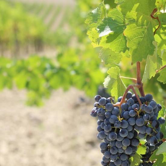 A Journey Through Chianti: Wine, History, and Tuscan Beauty