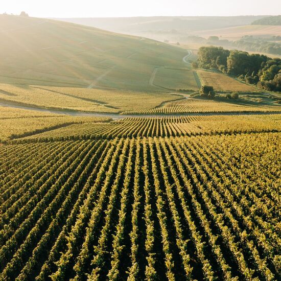 Champagne Day Tour from Paris: Reims, Hautvillers & Epernay