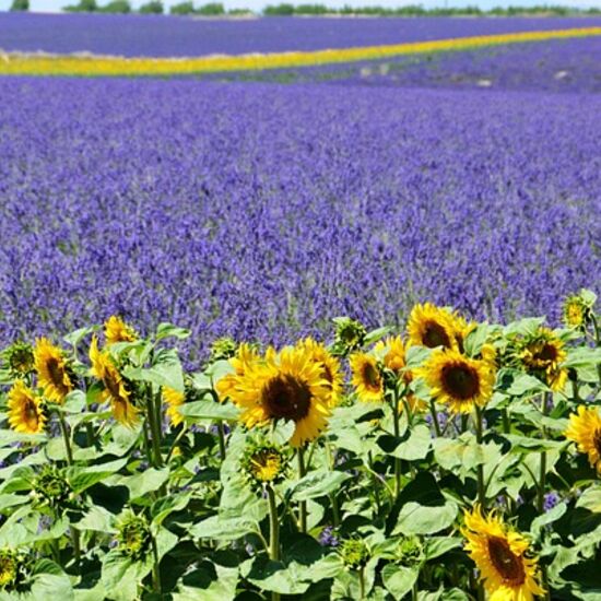Along the Scenic Route de Valensole