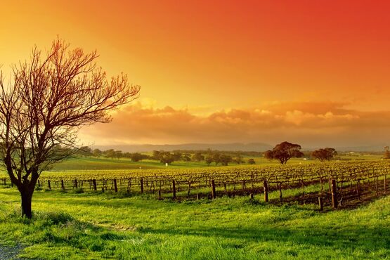Chianti Classico Wine Tour and Sunset Dinner at a Villa