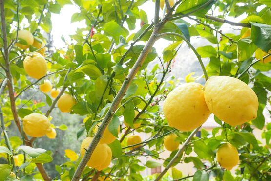 Incredible Amalfi Drive: Positano, Amalfi & Lemon Tour