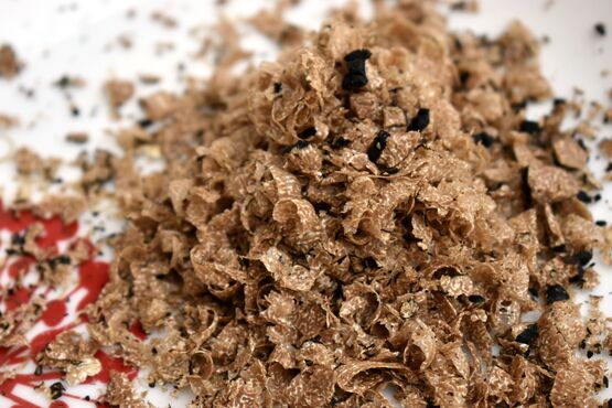The world’s most expensive mushrooms!