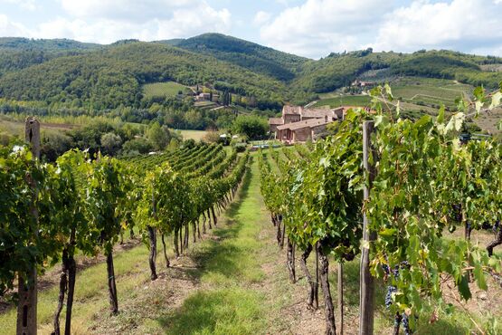 The Art behind the Wine