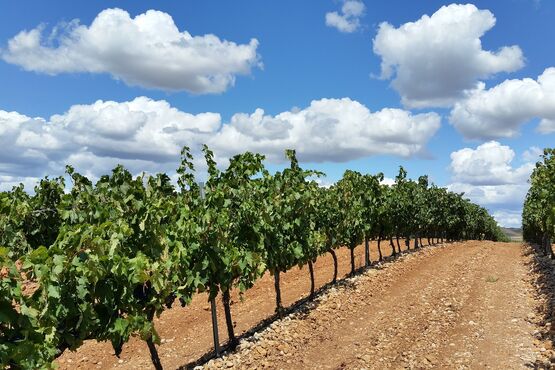 Wine wizards: Roberto Lechiancole