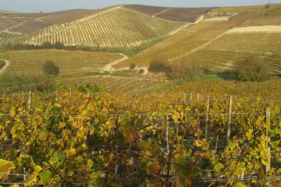 Vinícola Ceretto e os Irmãos Barolo