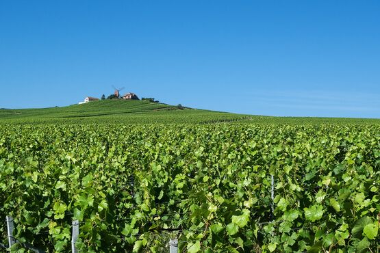 Um guia para algumas das melhores casas de champanhe da França