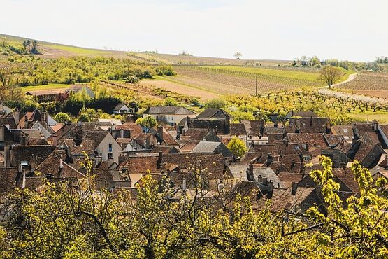 Burgundy Grands Crus Wine Tour From Beaune  - Private