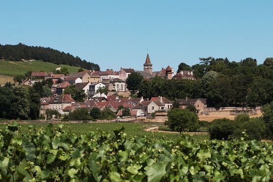 Côte De Nuits Half Day Wine Tour - Private