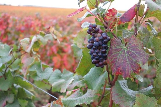 Côte De Nuits Wine Tour - Private