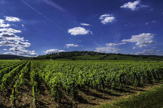 Burgundy Gourmet Food & Wine Tour - Private