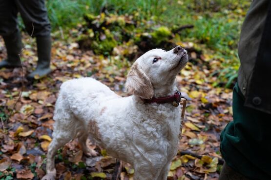 Truffle hunting in the heart of Tuscany