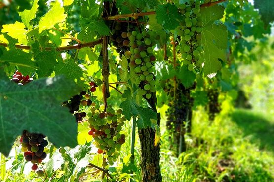 Saint Emilion Walking Tour - Private