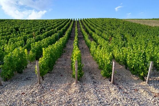 PIC NIC In The Vineyards With Cellar Tour – Classic Menu