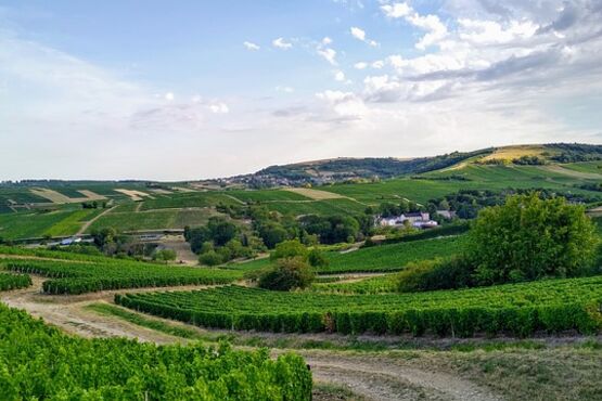 PIC NIC In The Vineyards With Cellar Tour – Gourmet Menu