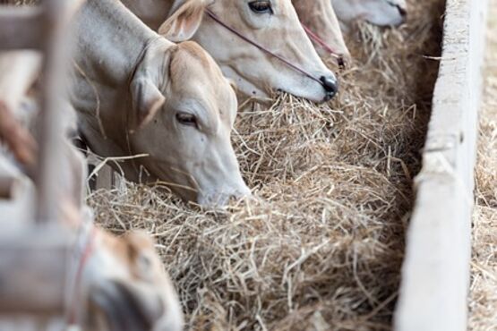 Private Farm Tour And Burrata Experience And Lunch