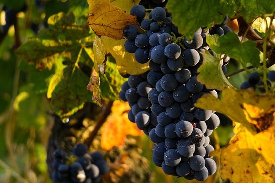 The Wine Trail Of Etna North Slopes With Wine Tasting Lunch