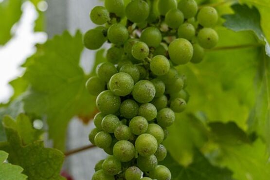 A Day In Medoc Region