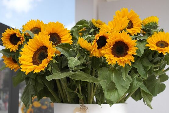 In The Footsteps Of Van Gogh In Provence