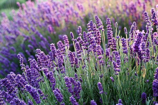 Lavender Tour In Sault