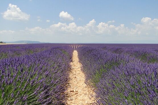 Lavender Tour In Valensole
