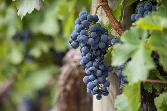 Half Day Afternoon Wine Tour to Vouvray