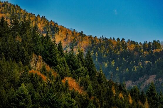 Baden Baden & Black Forest