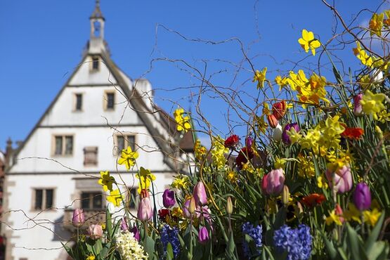 Morning Alsace Wine Tour