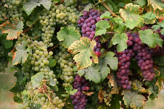 Alsace Wine Tour - Full Day
