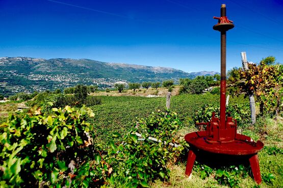 Discovering Bellet Wine: A Treasure of the French Riviera