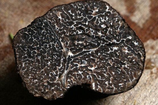 Secrets of the Roero: Private Black Truffle Hunting with Lunch