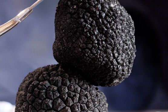 The Black Truffle Trail with Trufflehunting: From Forest to Feast