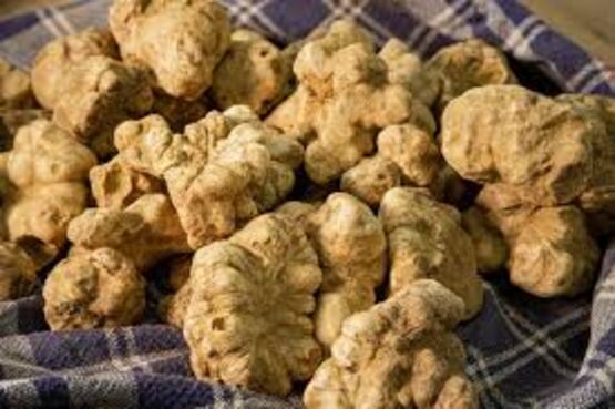 White Truffle Wonders: From Forest to Fine Dining