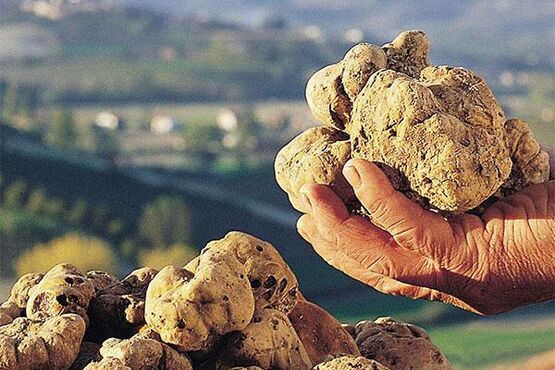 White Truffle Hunting: Explore the Secrets of Nature’s Hidden Treasure